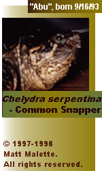 Chelydra serpentina, Common Snapper : ABU