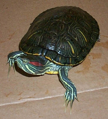 Yurtle